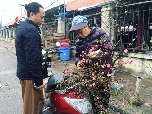 Hà Nội xuất hiện gốc đào khủng có giá cho thuê 100 triệu dịp Tết-12