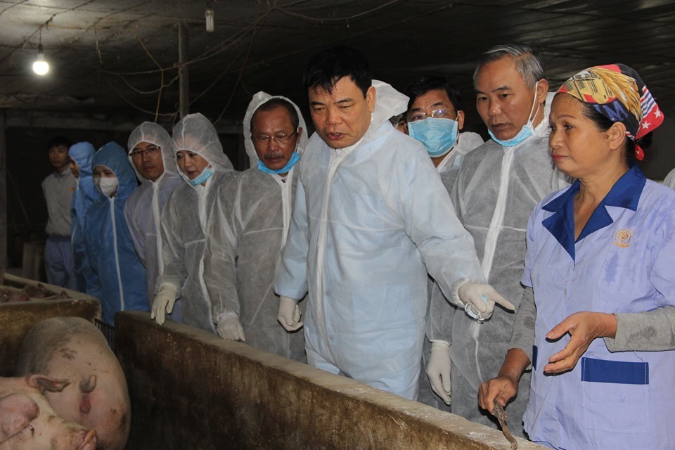 Bán 1 con lợn thu nửa cây vàng, nông dân kể chuyện chưa từng có-2