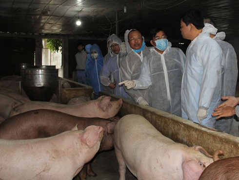 Giữa lúc giá lợn leo thang, nuôi lợn rừng bán 1 con lãi 1 chỉ vàng-6