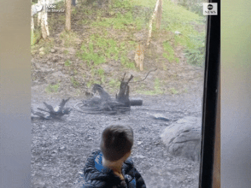 Tài xế đứng tim khi hổ Siberia lao ngang trước đầu xe-1