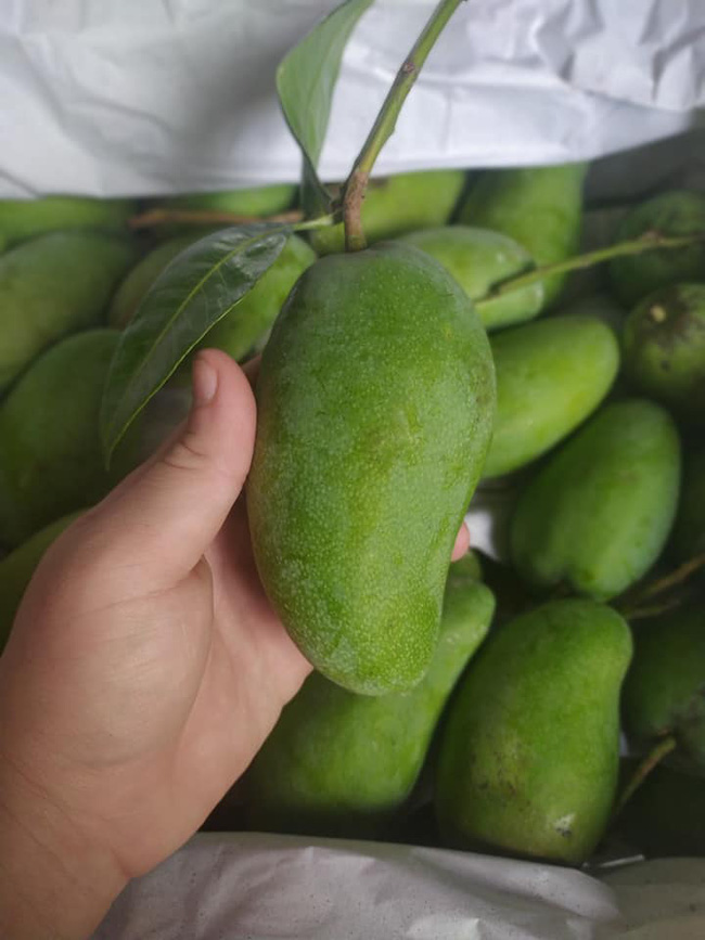 Tiểu thương nhét túi vài chục triệu nhờ buôn chuối xanh 4k/kg tháng giáp Tết-11