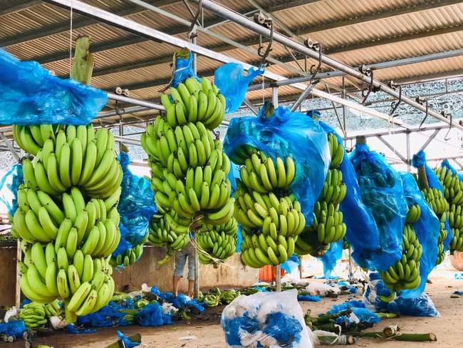 Tiểu thương nhét túi vài chục triệu nhờ buôn chuối xanh 4k/kg tháng giáp Tết-4