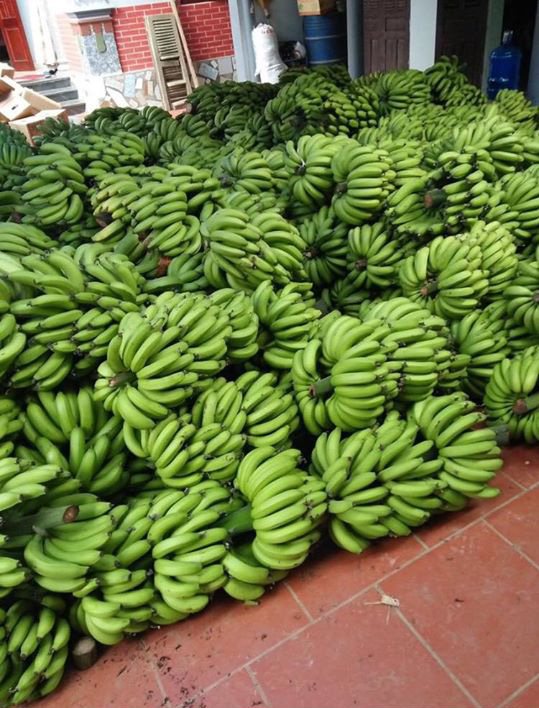 Tiểu thương nhét túi vài chục triệu nhờ buôn chuối xanh 4k/kg tháng giáp Tết-6