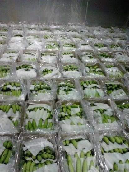 Tiểu thương nhét túi vài chục triệu nhờ buôn chuối xanh 4k/kg tháng giáp Tết-7