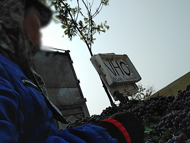 Nho Ninh Thuận bán đầy đường Hà Nội, sự thật thế nào?-2