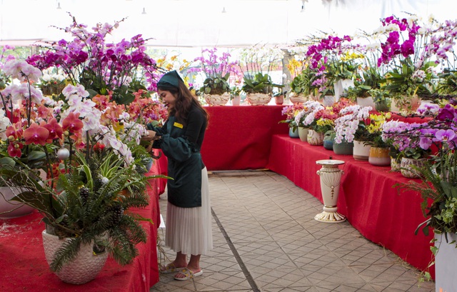 Lan hồ điệp giá hàng chục triệu xuống phố đón Tết sớm-1
