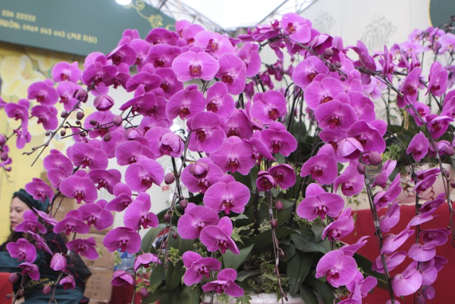 Lan hồ điệp giá hàng chục triệu xuống phố đón Tết sớm-11