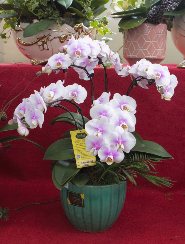 Lan hồ điệp giá hàng chục triệu xuống phố đón Tết sớm-12