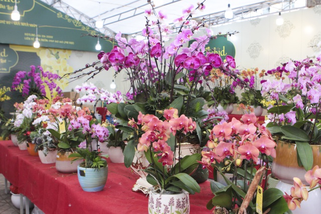 Lan hồ điệp giá hàng chục triệu xuống phố đón Tết sớm-13