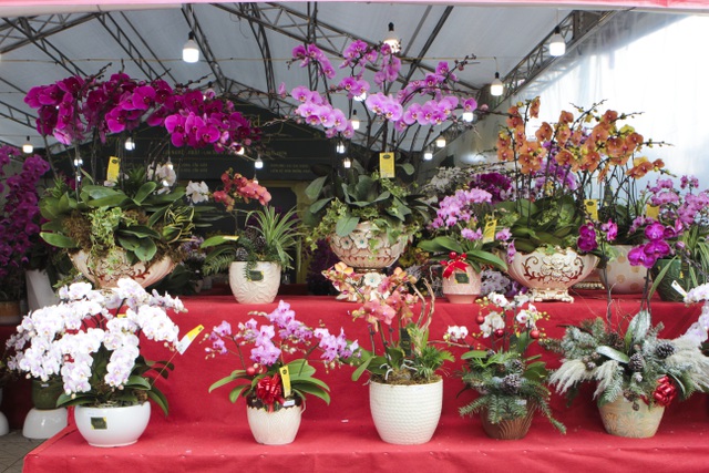 Lan hồ điệp giá hàng chục triệu xuống phố đón Tết sớm-2