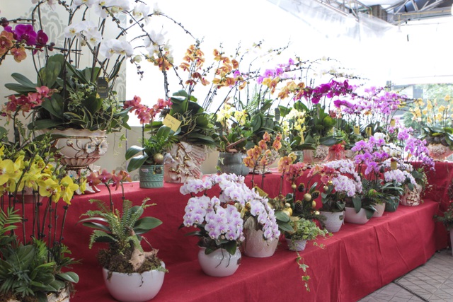 Lan hồ điệp giá hàng chục triệu xuống phố đón Tết sớm-3