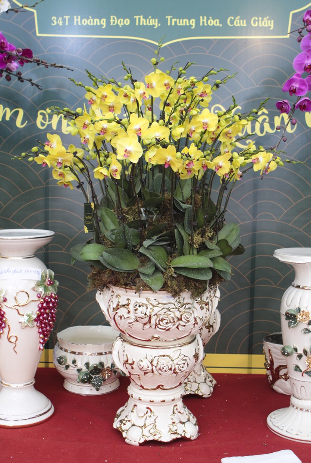 Lan hồ điệp giá hàng chục triệu xuống phố đón Tết sớm-4