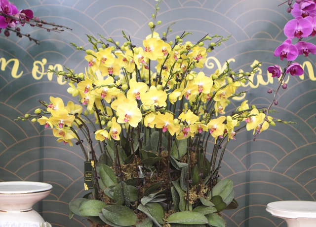 Lan hồ điệp giá hàng chục triệu xuống phố đón Tết sớm-5