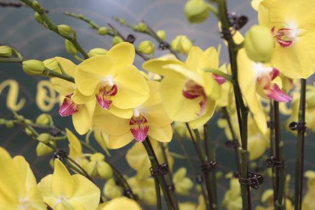 Lan hồ điệp giá hàng chục triệu xuống phố đón Tết sớm-6