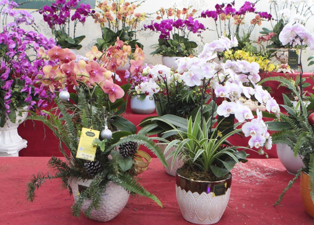 Lan hồ điệp giá hàng chục triệu xuống phố đón Tết sớm-7