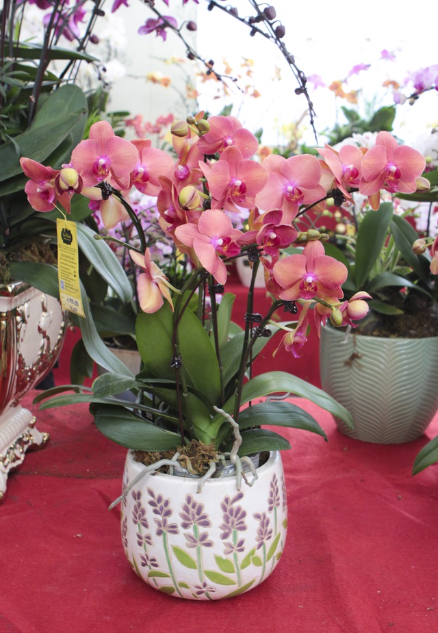 Lan hồ điệp giá hàng chục triệu xuống phố đón Tết sớm-8