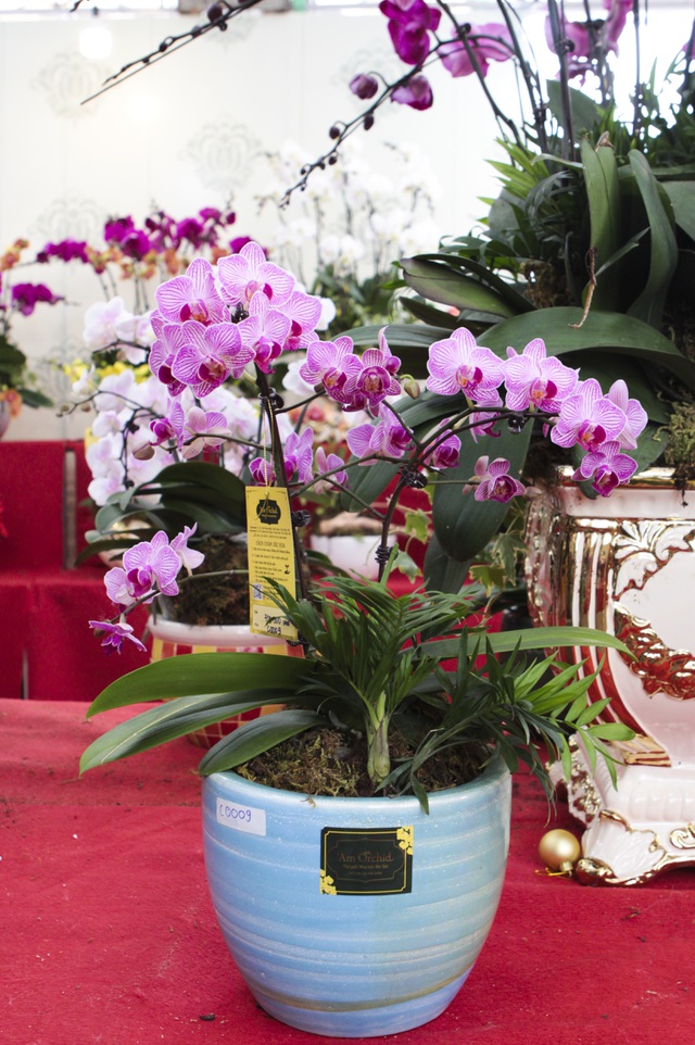 Lan hồ điệp giá hàng chục triệu xuống phố đón Tết sớm-9