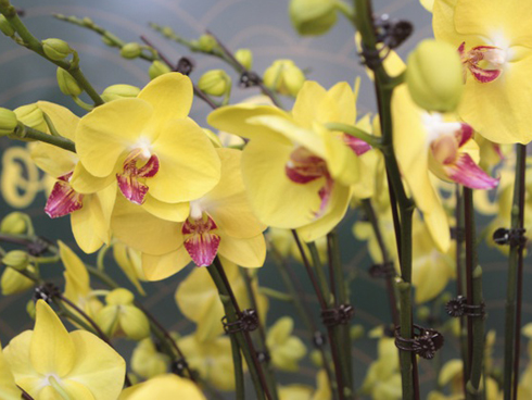 Vạn cành lan hồ điệp đồng giá 250.000 đồng, 90 triệu/bình nghìn bông chơi Tết-15