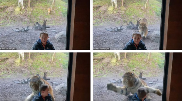 Đứng tim trước khoảnh khắc con hổ ở sở thú bất ngờ lao tới cố gắng vồ lấy cậu bé như đang săn mồi-2