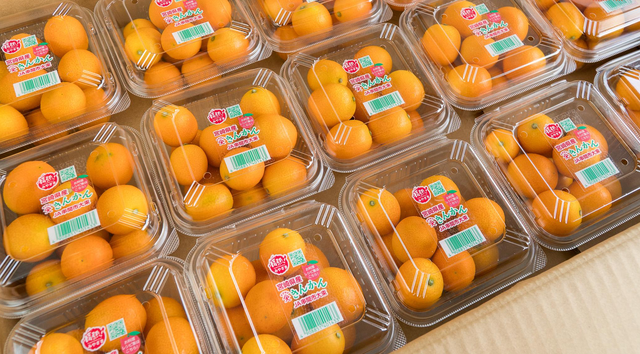 Quất Nhật Kinkan tiền triệu một cân, dân sành ăn vẫn mua về làm mứt Tết-2