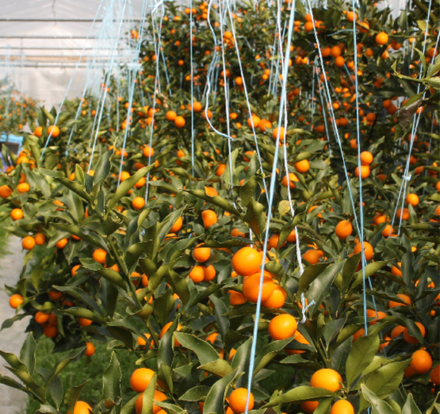 Quất Nhật Kinkan tiền triệu một cân, dân sành ăn vẫn mua về làm mứt Tết-3