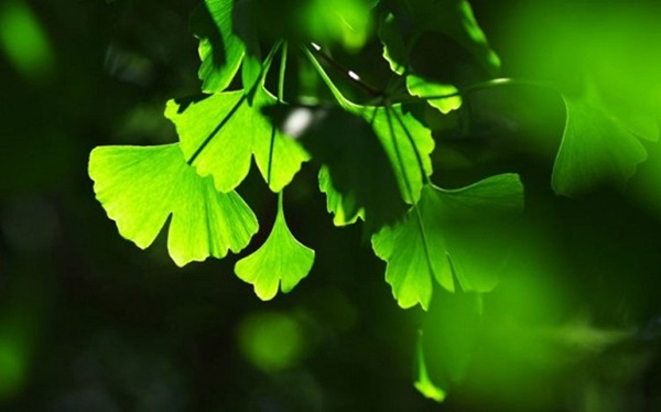 Đàn ông nếu lấy được 4 con giáp này thì sướng cả 1 đời, thăng quan tiến chức ầm ầm-2