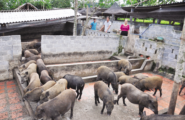 Giữa lúc giá lợn leo thang, nuôi lợn rừng bán 1 con lãi 1 chỉ vàng-2