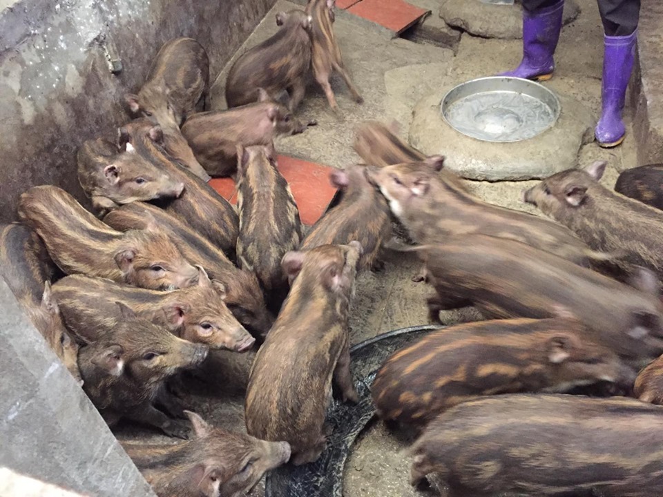 Giữa lúc giá lợn leo thang, nuôi lợn rừng bán 1 con lãi 1 chỉ vàng-3