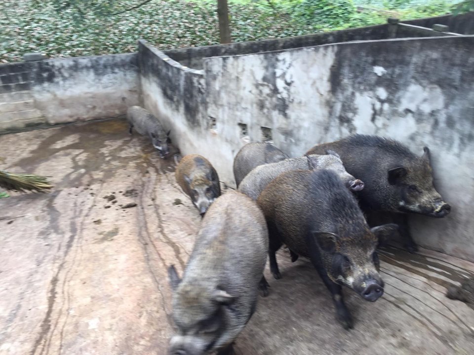 Giữa lúc giá lợn leo thang, nuôi lợn rừng bán 1 con lãi 1 chỉ vàng-4