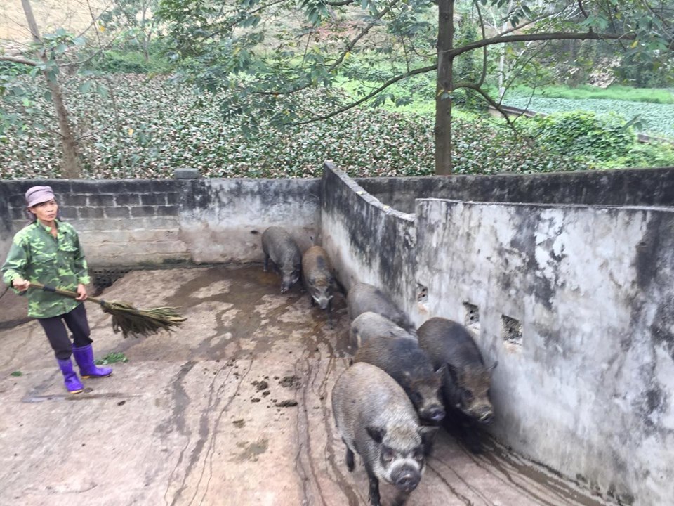 Giữa lúc giá lợn leo thang, nuôi lợn rừng bán 1 con lãi 1 chỉ vàng-5