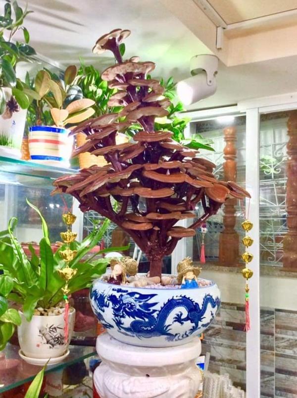 Giá đắt đỏ tiền triệu, nấm linh chi bonsai vẫn hút khách-1