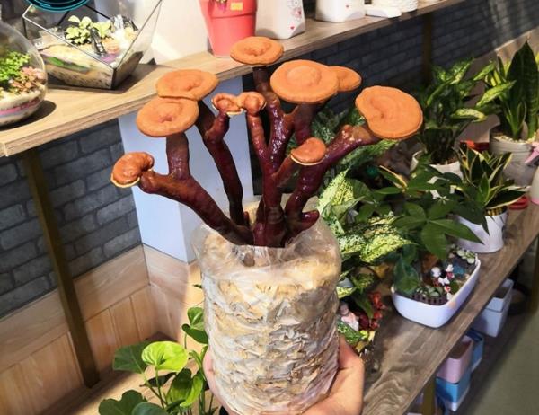 Giá đắt đỏ tiền triệu, nấm linh chi bonsai vẫn hút khách-5