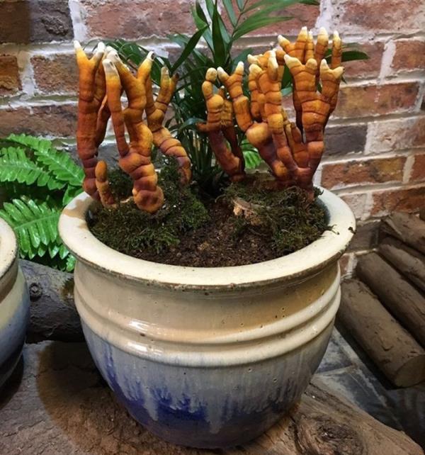 Giá đắt đỏ tiền triệu, nấm linh chi bonsai vẫn hút khách-6