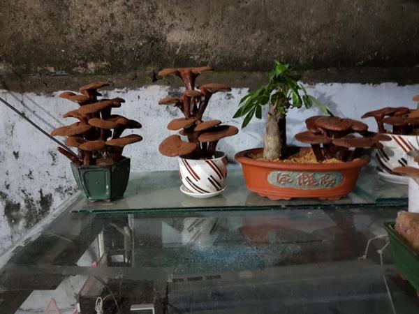 Giá đắt đỏ tiền triệu, nấm linh chi bonsai vẫn hút khách-9