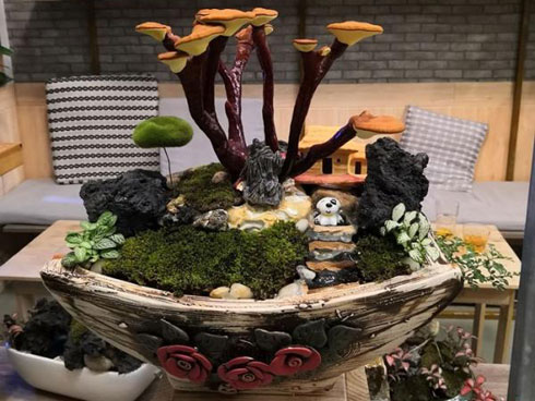 Đu đủ bonsai giá đắt trên trời có gì độc đáo, hút khách mua chơi Tết?-12
