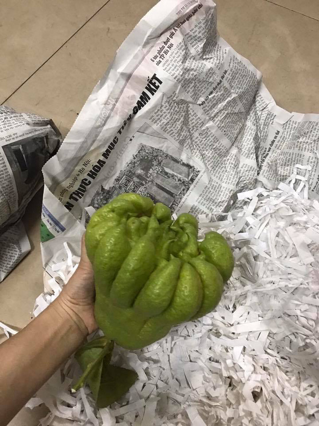 Nếu như đang có ý định bán phật thủ ngày Tết thì chị em đừng quên 5 lưu ý này để 1 vốn 4 lời-11