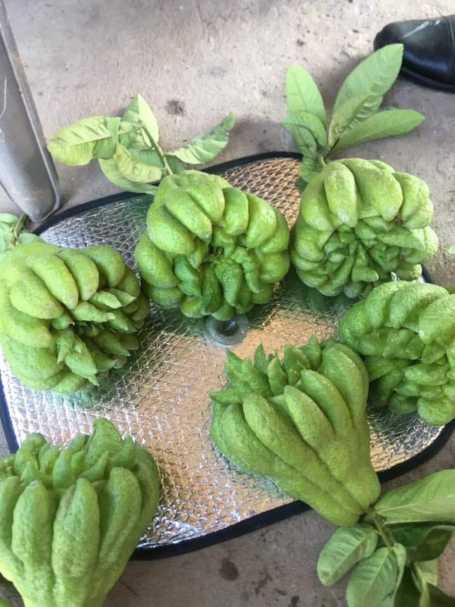 Nếu như đang có ý định bán phật thủ ngày Tết thì chị em đừng quên 5 lưu ý này để 1 vốn 4 lời-12