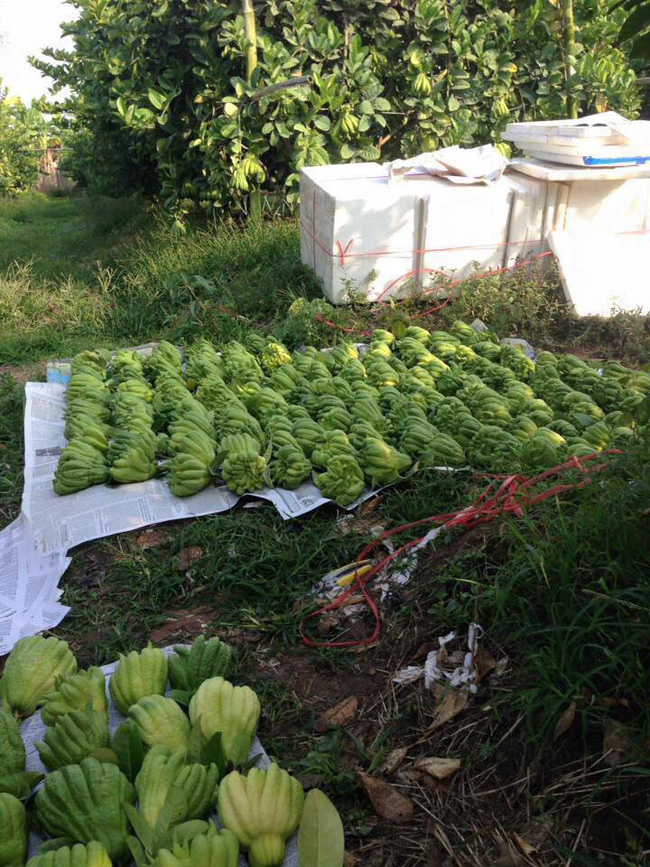 Nếu như đang có ý định bán phật thủ ngày Tết thì chị em đừng quên 5 lưu ý này để 1 vốn 4 lời-3