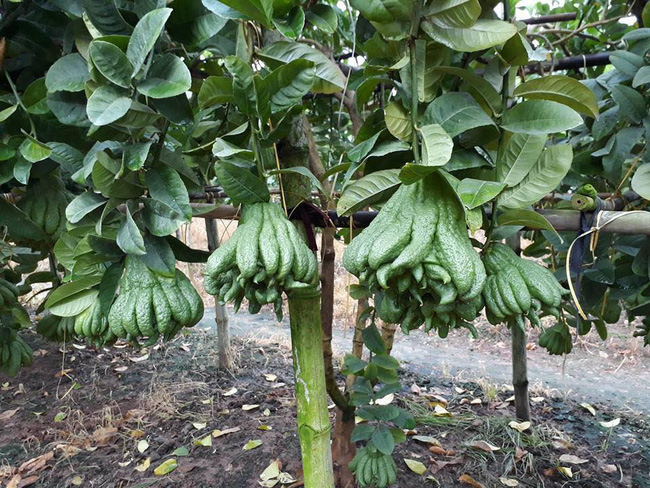 Nếu như đang có ý định bán phật thủ ngày Tết thì chị em đừng quên 5 lưu ý này để 1 vốn 4 lời-4