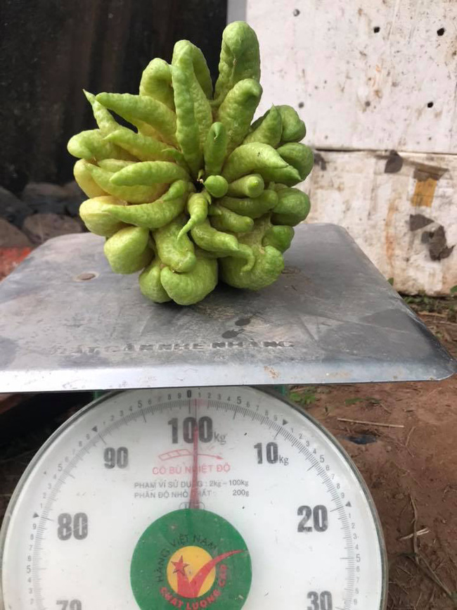 Nếu như đang có ý định bán phật thủ ngày Tết thì chị em đừng quên 5 lưu ý này để 1 vốn 4 lời-5