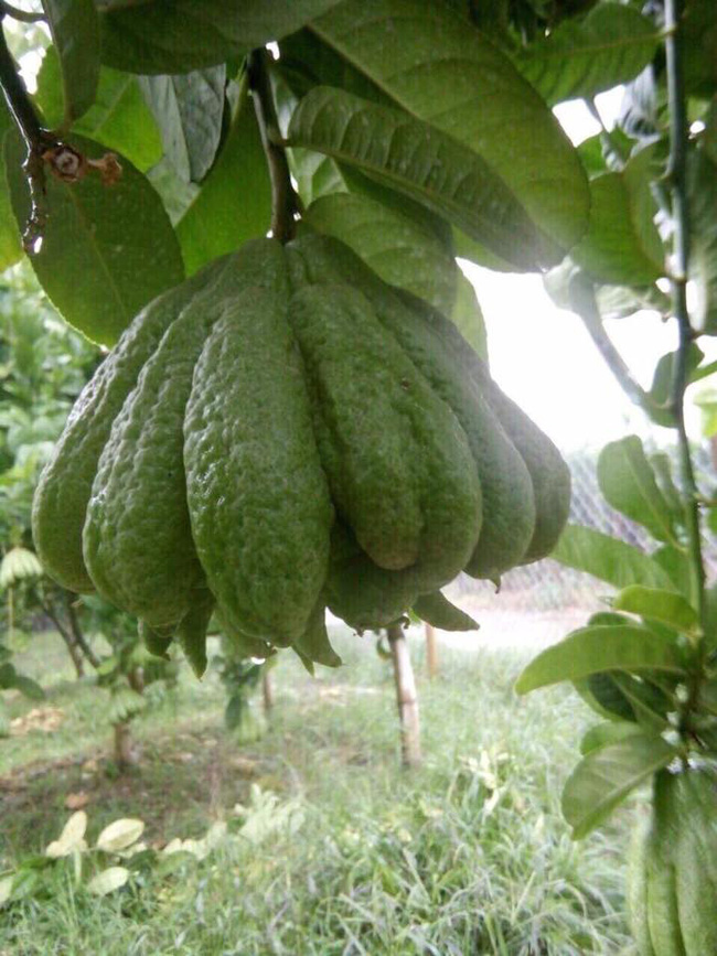 Nếu như đang có ý định bán phật thủ ngày Tết thì chị em đừng quên 5 lưu ý này để 1 vốn 4 lời-6