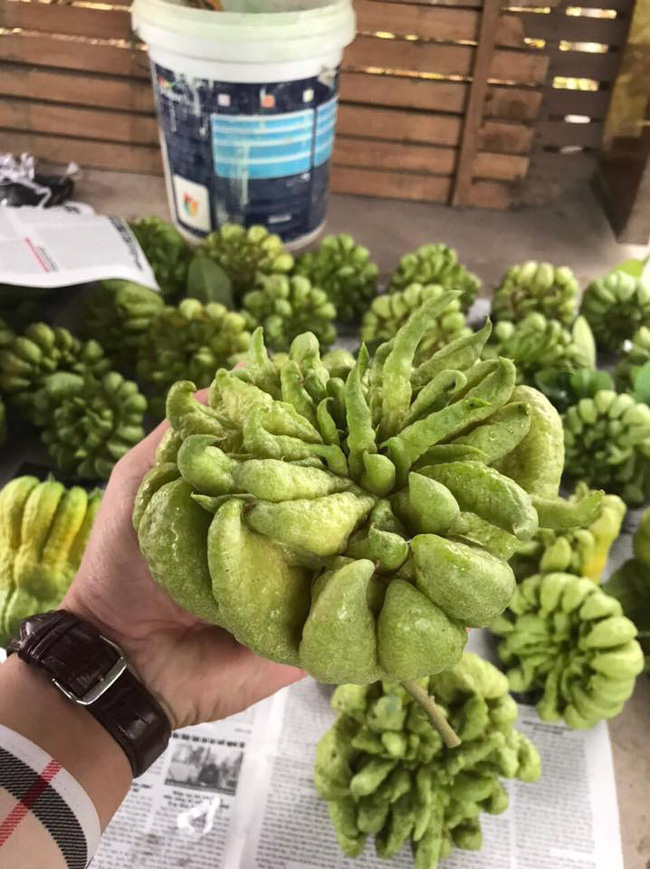 Nếu như đang có ý định bán phật thủ ngày Tết thì chị em đừng quên 5 lưu ý này để 1 vốn 4 lời-7