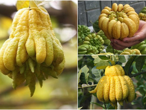 50 triệu mua 500 quả phật thủ bán Tết, 10 ngày ăn lãi gấp đôi-7