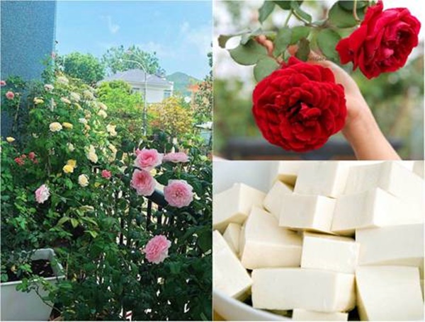 Vỏ chuối, bã đậu đừng vứt đi, để làm&nbsp;phân bón cực&nbsp;thần thánh-1