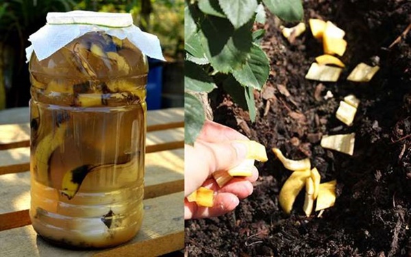 Vỏ chuối, bã đậu đừng vứt đi, để làm&nbsp;phân bón cực&nbsp;thần thánh-3