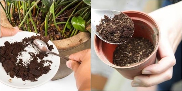 Vỏ chuối, bã đậu đừng vứt đi, để làm&nbsp;phân bón cực&nbsp;thần thánh-8