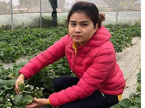 Liều nuôi loài hàu dễ chết sớm ở sông Cửa Lấp thu 4 tỷ/năm-6