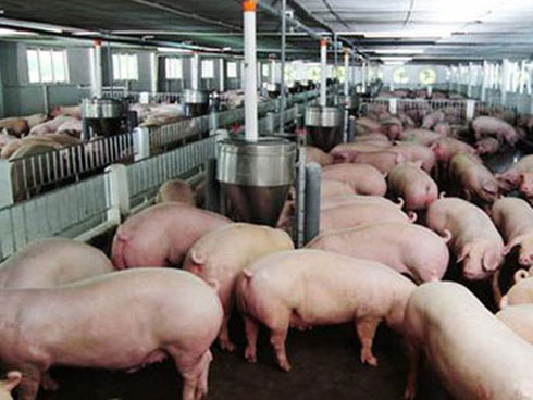 Khủng hoảng chưa từng có, 10 tỷ USD lung lay, triệu dân Việt lo sợ-5