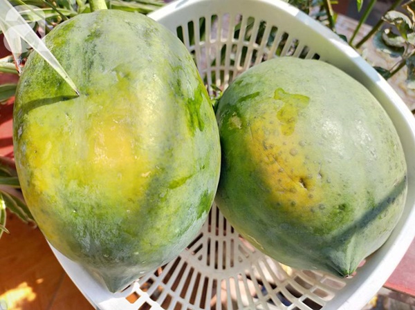 Muốn năm mới may mắn ngập tràn, Tết này bạn nhớ làm mứt đu đủ mời khách nhé!-1