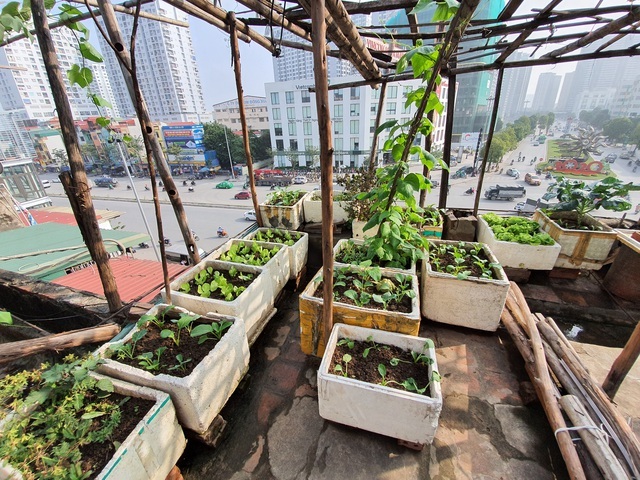 Độc đáo nông trại trồng rau, nuôi gà trên sân thượng, giữa lưng trời ở Hà Nội-4
